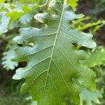 Quercus petraea Liść