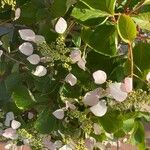 Schizophragma hydrangeoides 花