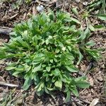 Myosotis nemorosa Leaf