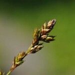 Carex brunnescens Fruit