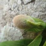 Nauclea latifolia Frukto