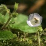 Lembocarpus amoenus Çiçek