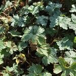 Geranium × oxonianum List