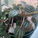 Peperomia albovittata ᱥᱟᱠᱟᱢ