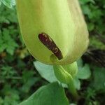 Arum cylindraceum Çiçek