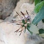 Physoplexis comosa 花
