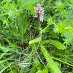 Dactylorhiza maculata Folha