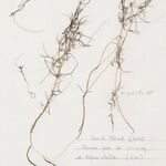 Zannichellia palustris Yeri