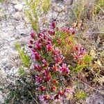 Thymus longiflorus Libunga