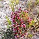 Thymus longiflorus Staniste