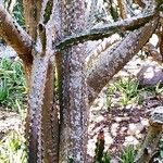 Euphorbia neriifolia Corteza