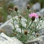 Centaurea corymbosa 叶