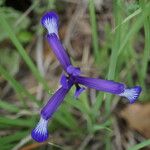 Iris sintenisii Flower