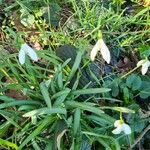 Galanthus plicatusBlüte