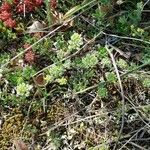 Alyssum alyssoides Habitat