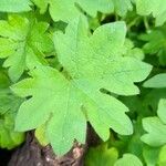 Bowlesia incana Yaprak