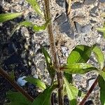 Buphthalmum salicifolium Corteza