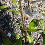 Buphthalmum salicifolium Rinde