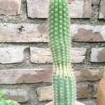 Echinopsis huascha Hoja