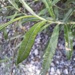 Salix eleagnos Φύλλο