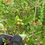 Cornus racemosa Frucht