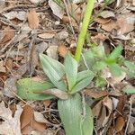 Ophrys aranifera 葉