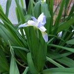 Iris virginica Virág