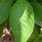 Mussaenda philippica Leaf