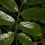 Machaerium floribundum Hoja