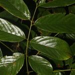 Machaerium floribundum Blatt