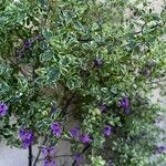 Prostanthera ovalifolia Kvet