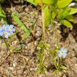 Myosotis scorpioides Flower