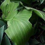 Hosta longipes Leaf