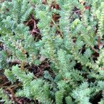 Sedum moranense Habit