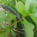 Portulaca oleracea Leaf