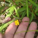 Ludwigia alternifolia Leaf