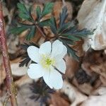 Anemone nemorosa Квітка