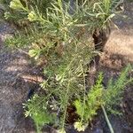 Baccharis boliviensis Ліст