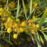 Acacia retinodes Floro