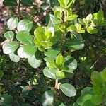 Myrsine africana Likasa