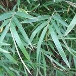 Phyllostachys sulphurea Leaf