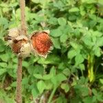 Rubus alceifolius Fruct