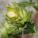 Potentilla valderia Flower