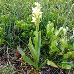 Dactylorhiza insularis Flower