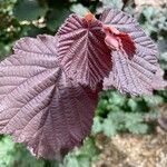 Corylus maxima Foglia