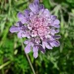 Scabiosa holosericea Flower