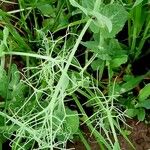 Lathyrus oleraceus Costuma