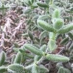 Delosperma echinatum Leaf