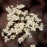 Valeriana occidentalis Flower