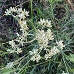 Helichrysum glumaceum Lorea